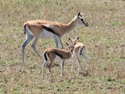 Western_Corridor2009-94